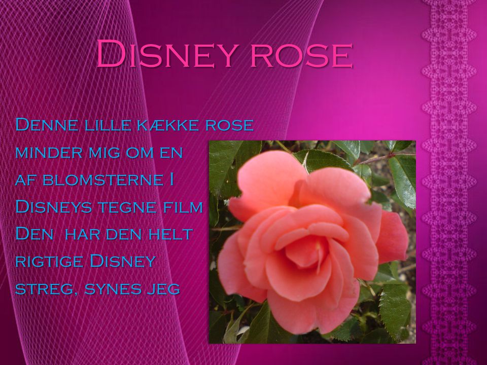 Disney rose Denne lille kække rose minder mig om en af blomsterne I
