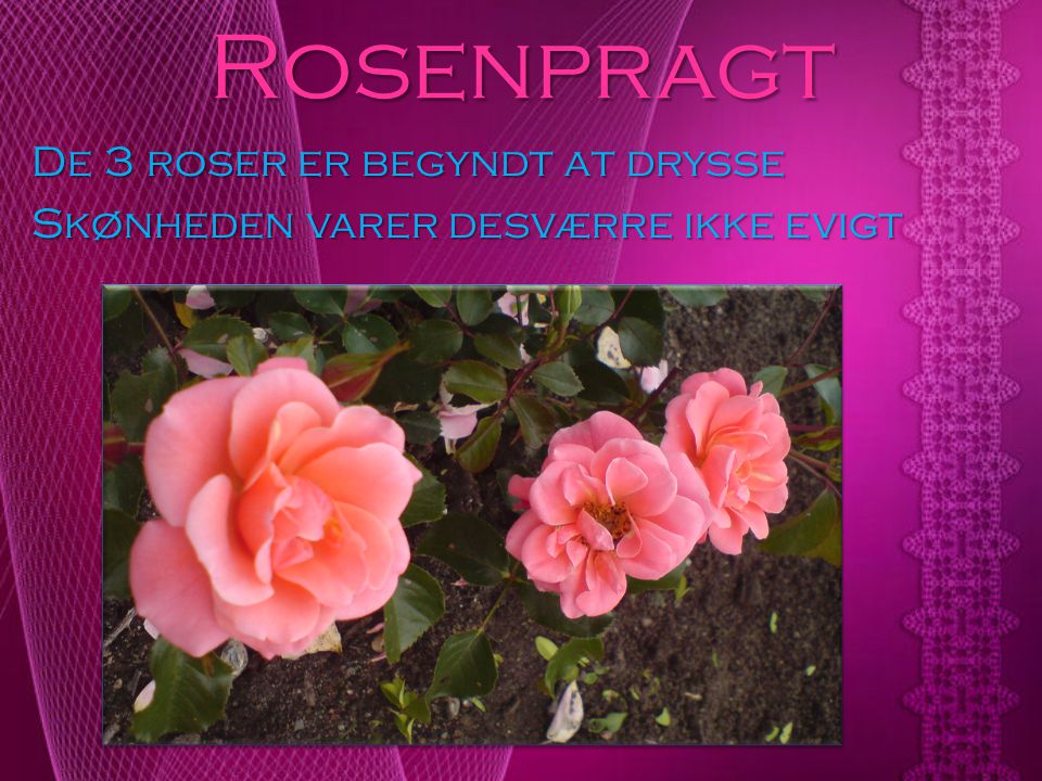 Rosenpragt De 3 roser er begyndt at drysse Skønheden varer desværre ikke evigt