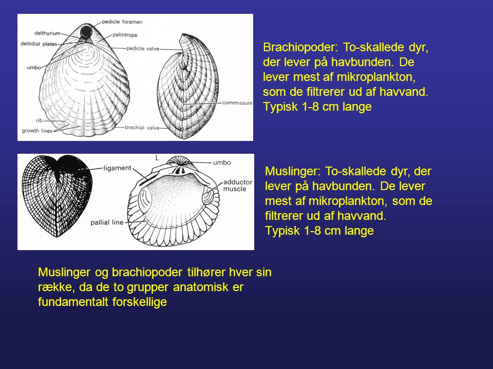 Brachiopoder: To-skallede dyr, der lever på havbunden
