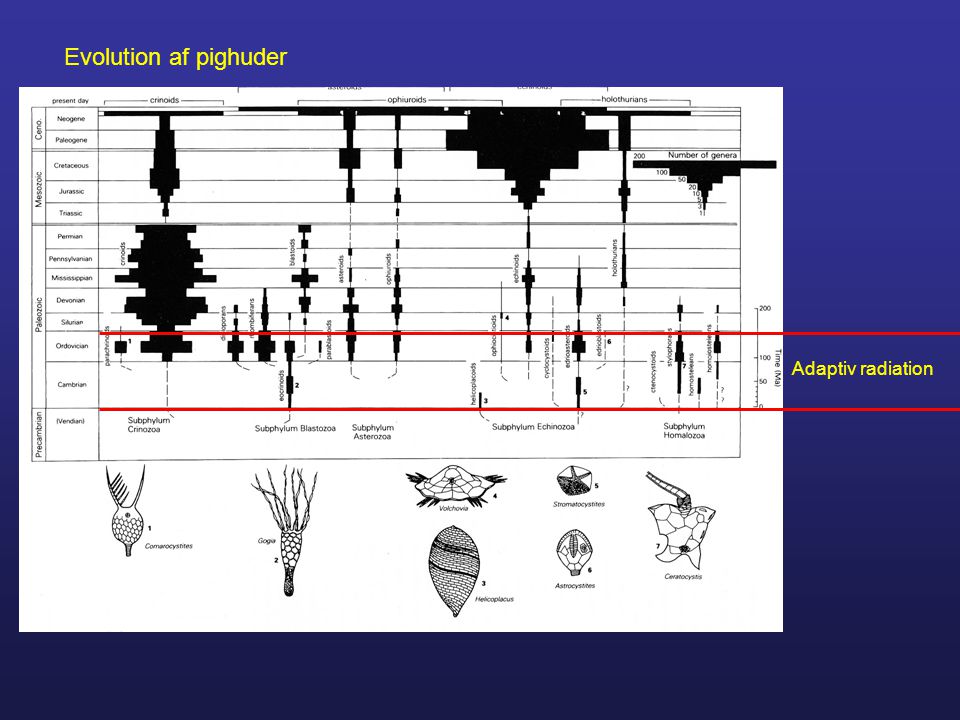 Evolution af pighuder Adaptiv radiation