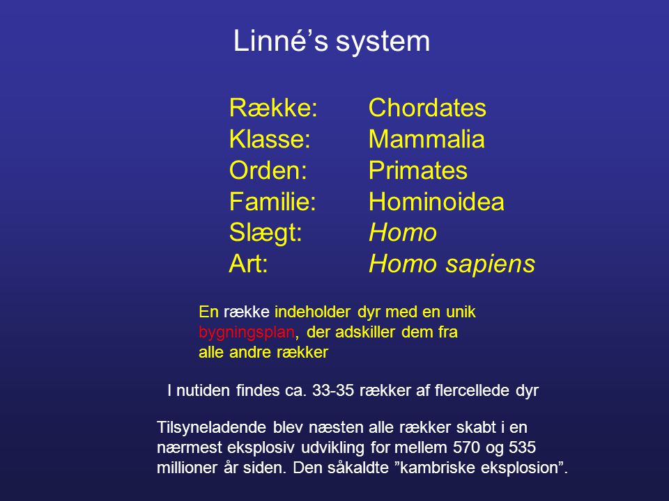 Linné’s system Række: Chordates Klasse: Mammalia Orden: Primates Familie: Hominoidea Slægt: Homo Art: Homo sapiens.