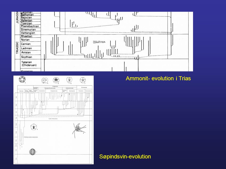 Ammonit- evolution i Trias