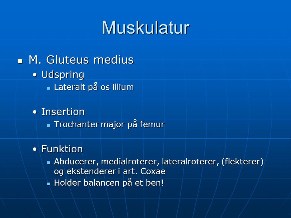 Muskulatur M. Gluteus medius Udspring Insertion Funktion