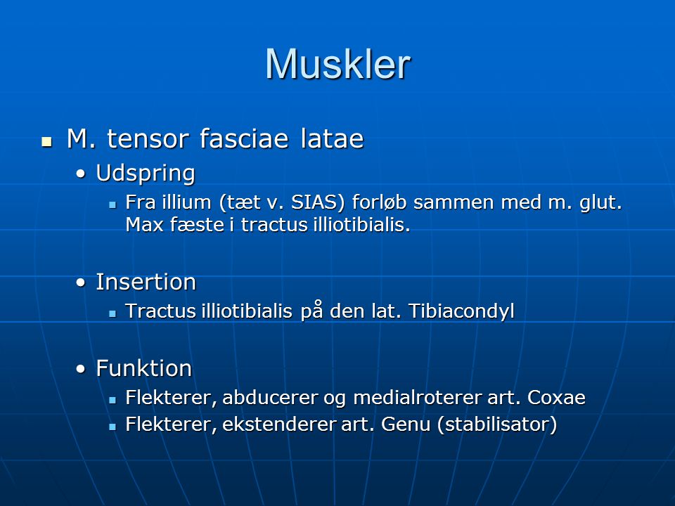 Muskler M. tensor fasciae latae Udspring Insertion Funktion