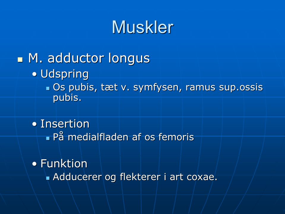 Muskler M. adductor longus Udspring Insertion Funktion