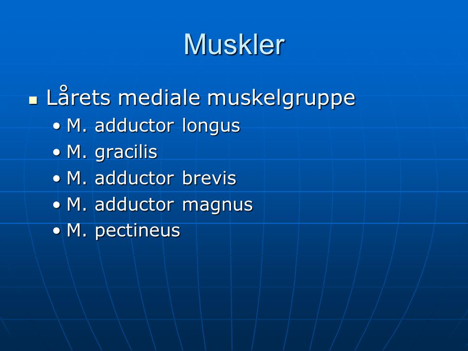 Muskler Lårets mediale muskelgruppe M. adductor longus M. gracilis