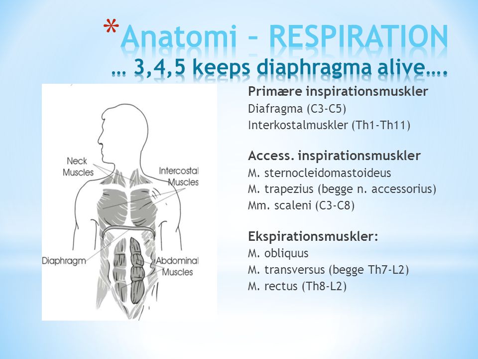 Anatomi – RESPIRATION … 3,4,5 keeps diaphragma alive….
