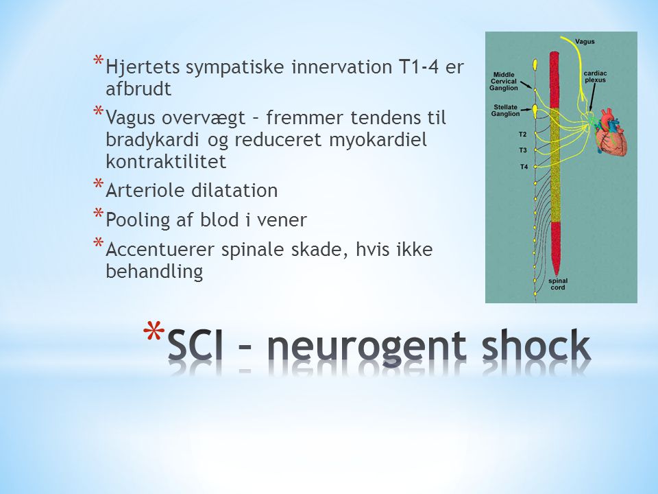 SCI – neurogent shock Hjertets sympatiske innervation T1-4 er afbrudt