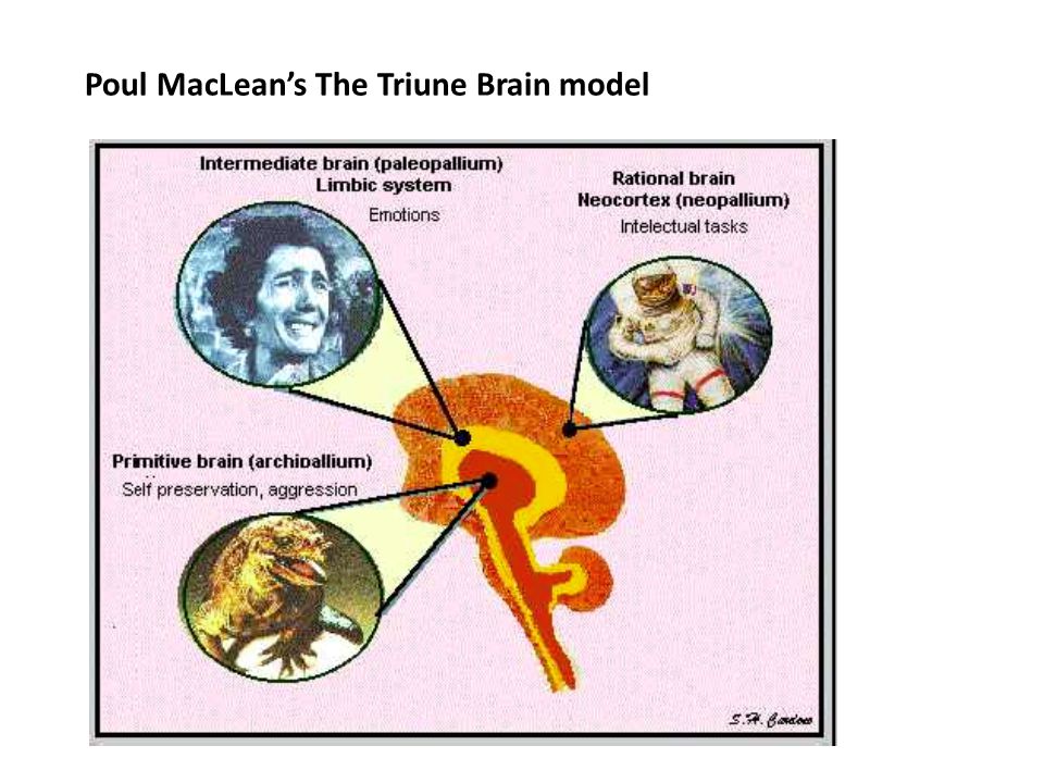 Poul MacLean’s The Triune Brain model