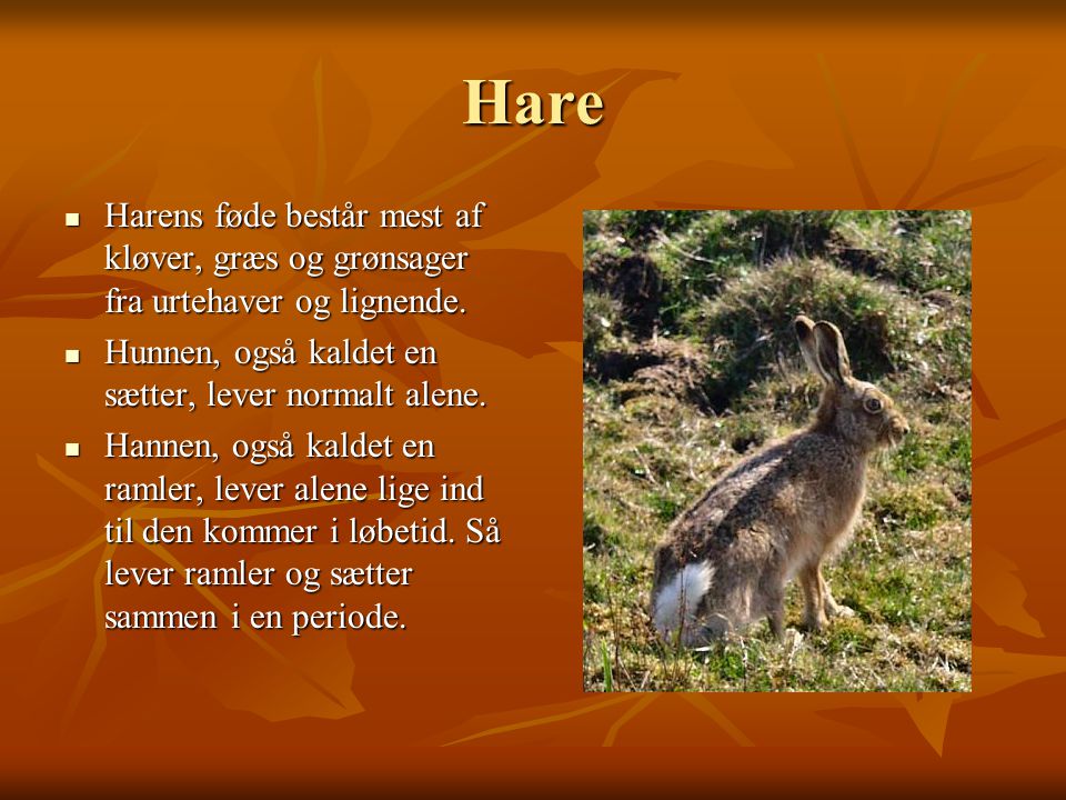 Hare Harens føde består mest af kløver, græs og grønsager fra urtehaver og lignende. Hunnen, også kaldet en sætter, lever normalt alene.