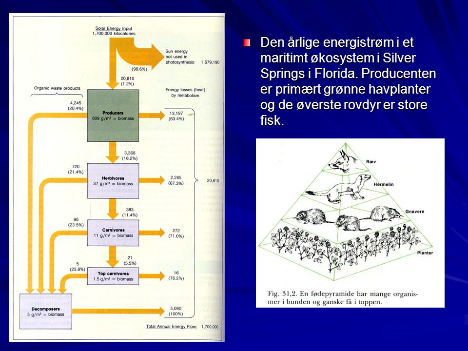 Den årlige energistrøm i et maritimt økosystem i Silver Springs i Florida.