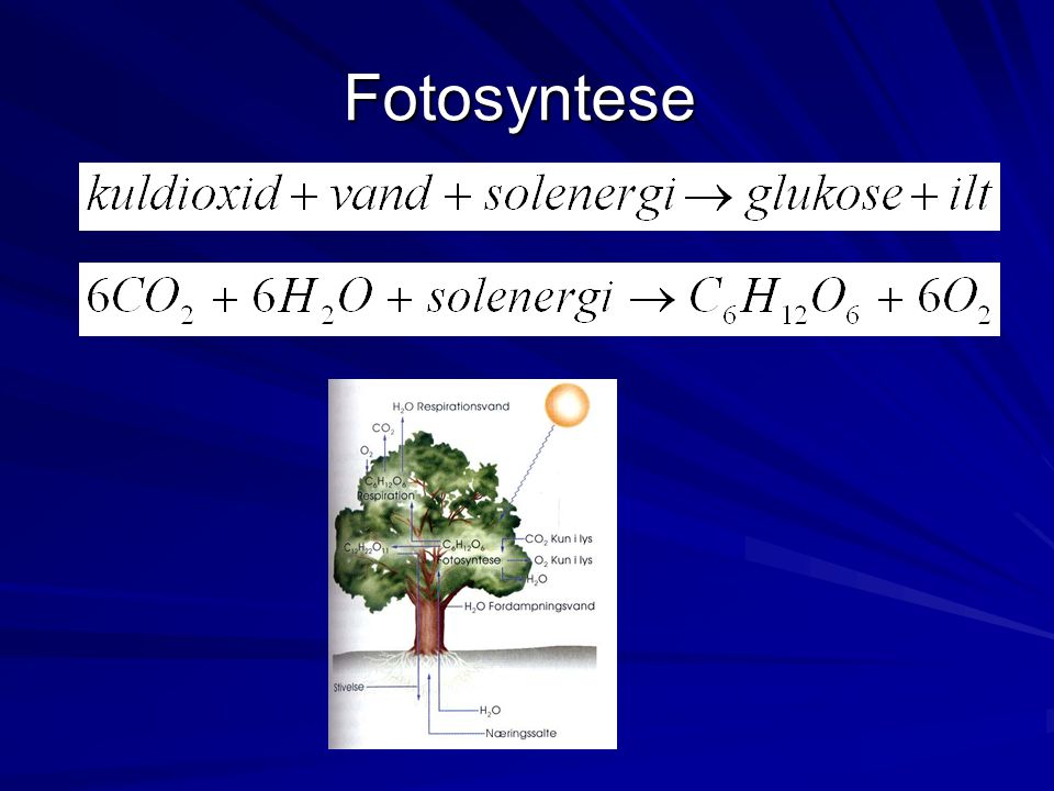 Fotosyntese