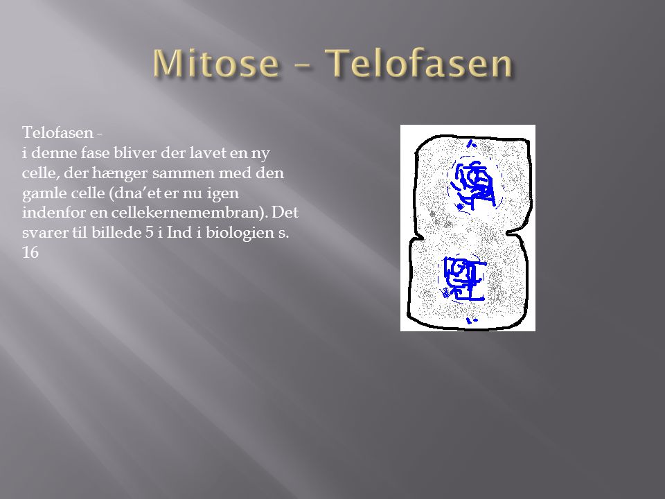 Mitose – Telofasen Telofasen -