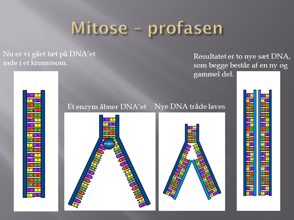 Mitose – profasen Nu er vi gået tæt på DNA’et inde i et kromosom.