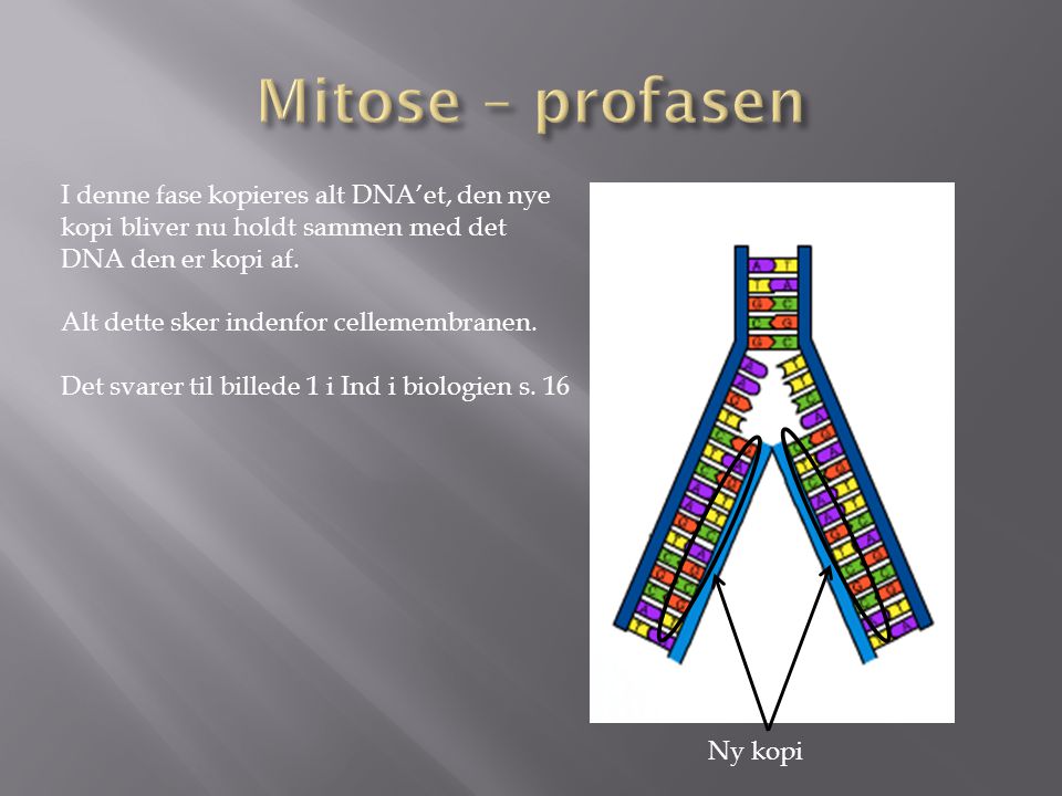 Mitose – profasen I denne fase kopieres alt DNA’et, den nye kopi bliver nu holdt sammen med det DNA den er kopi af.