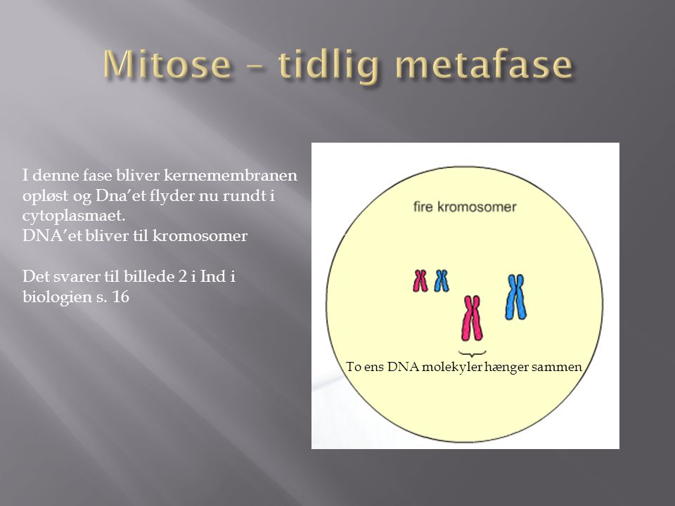 Mitose – tidlig metafase