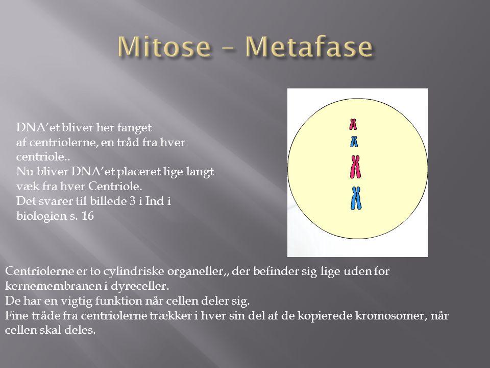 Mitose – Metafase DNA’et bliver her fanget