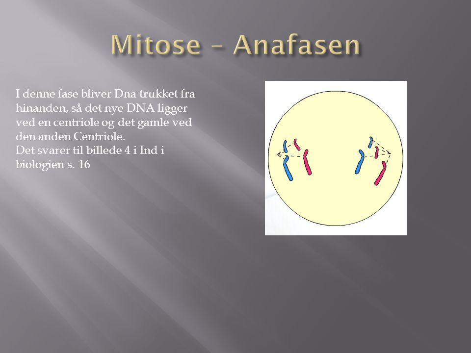 Mitose – Anafasen I denne fase bliver Dna trukket fra hinanden, så det nye DNA ligger ved en centriole og det gamle ved den anden Centriole.