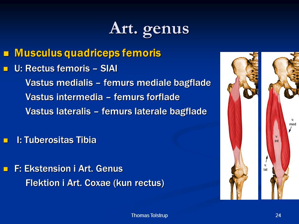 Art. genus Musculus quadriceps femoris U: Rectus femoris – SIAI