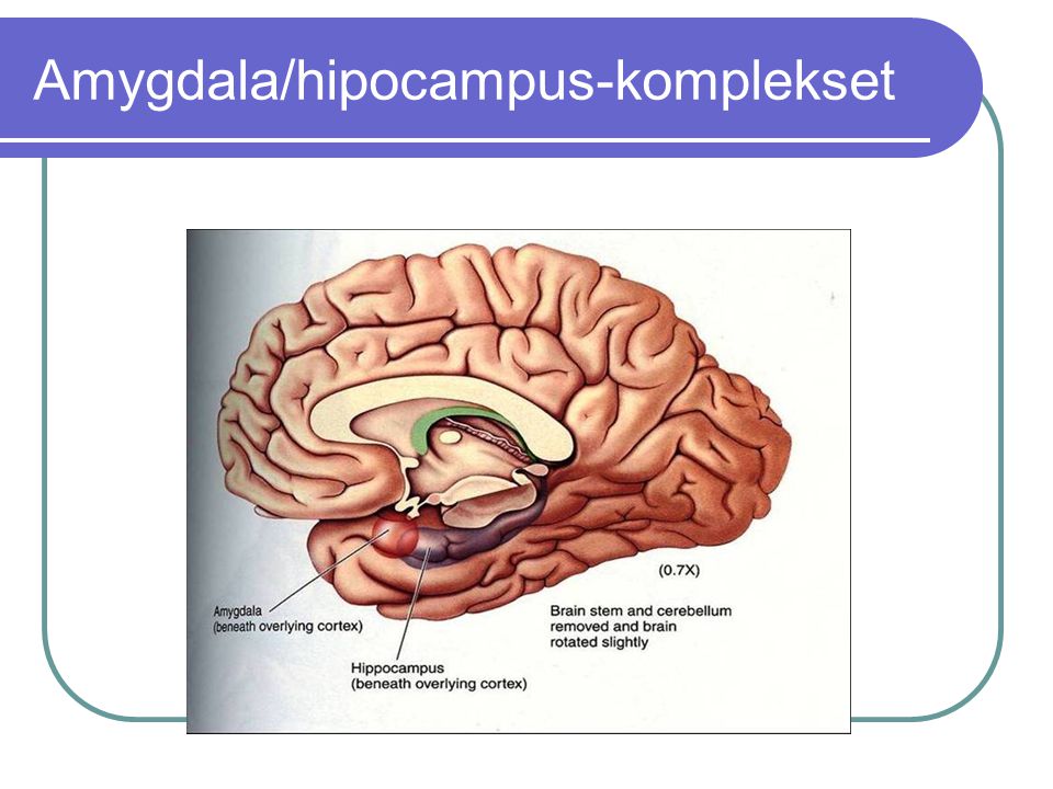 Amygdala/hipocampus-komplekset