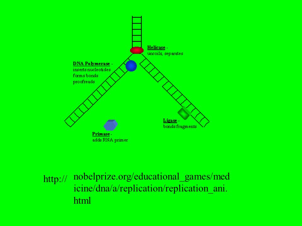 nobelprize.org/educational_games/medicine/dna/a/replication/replication_ani.html
