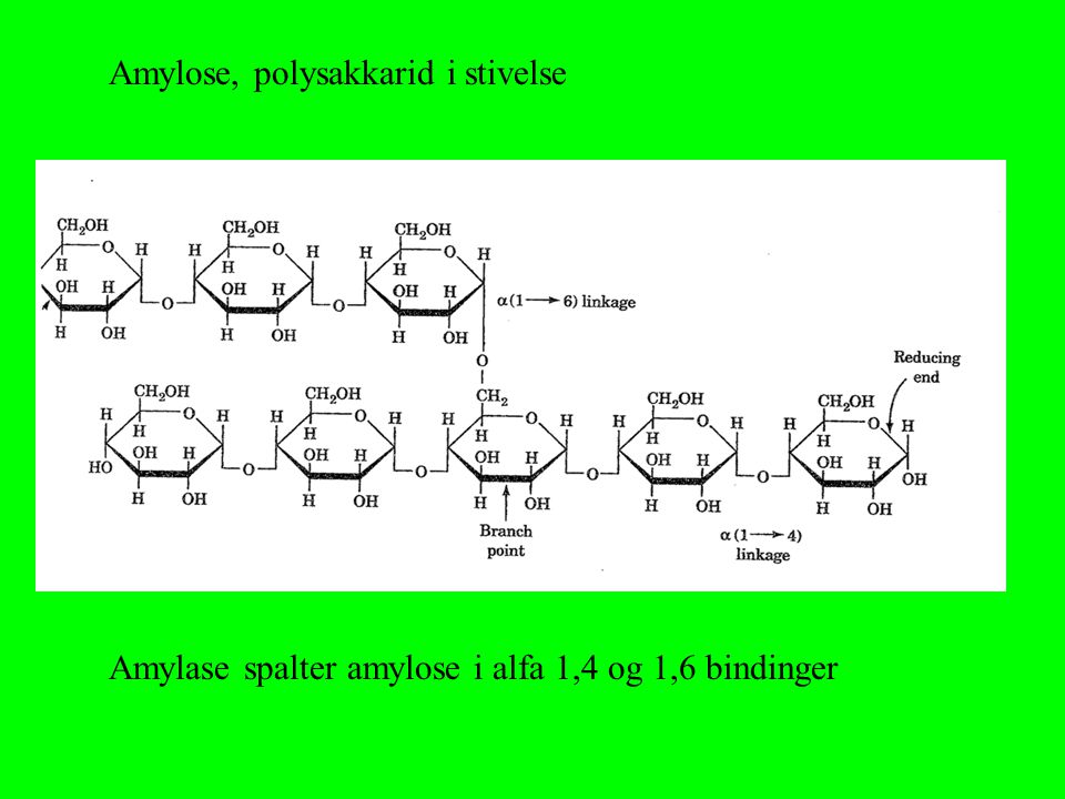Amylose, polysakkarid i stivelse
