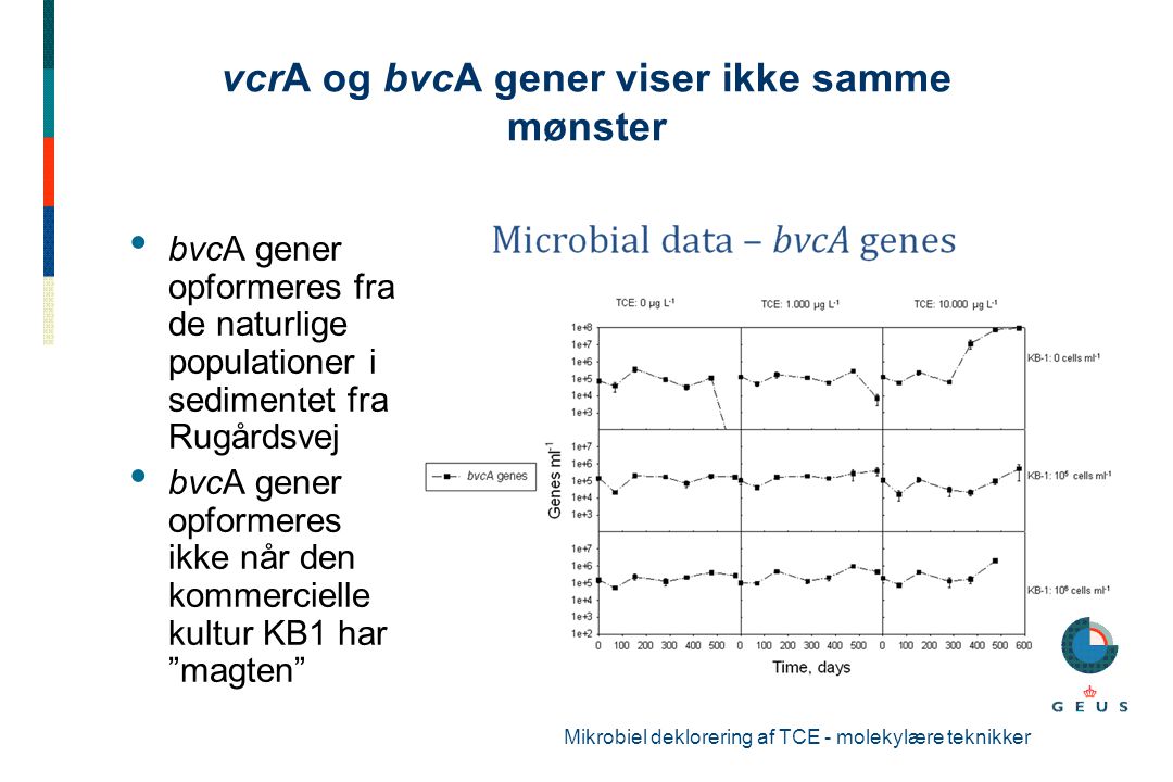 vcrA og bvcA gener viser ikke samme mønster