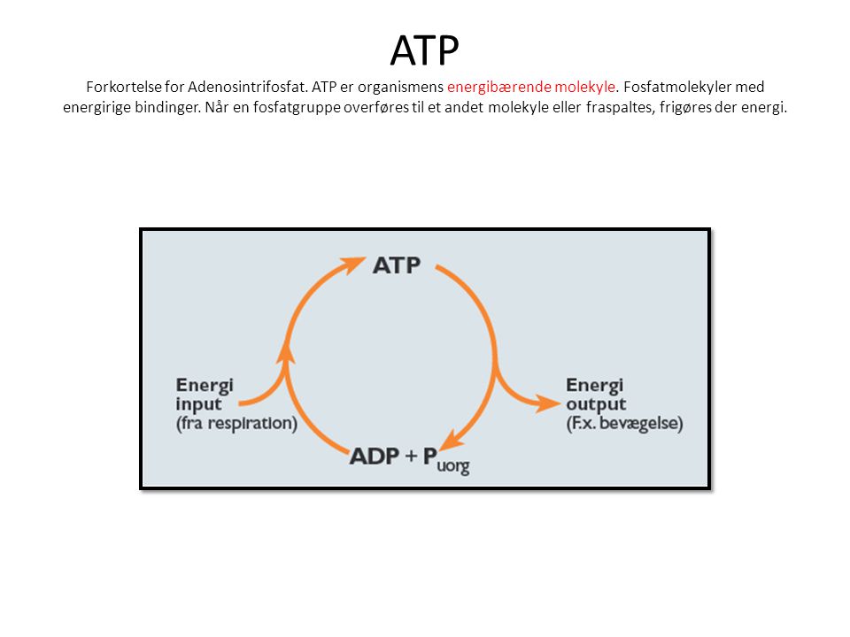ATP Forkortelse for Adenosintrifosfat