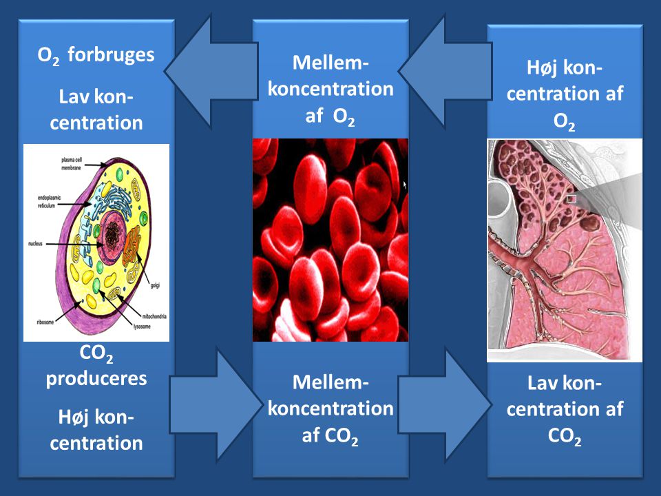 Blod Alveole Celle O2 forbruges Mellem-koncentration af O2