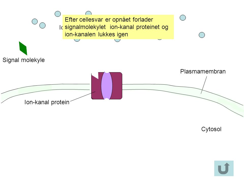 Efter cellesvar er opnået forlader signalmolekylet ion-kanal proteinet og ion-kanalen lukkes igen