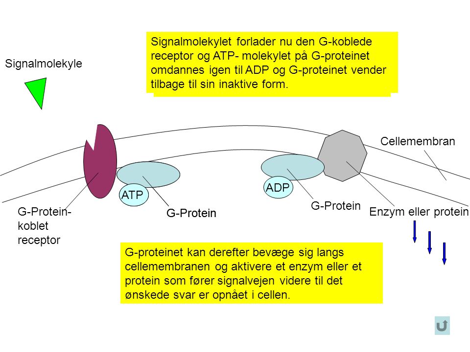 Signalmolekylet forlader nu den G-koblede receptor og ATP- molekylet på G-proteinet omdannes igen til ADP og G-proteinet vender tilbage til sin inaktive form.