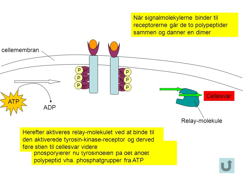 Når signalmolekylerne binder til receptorerne går de to polypeptider sammen og danner en dimer