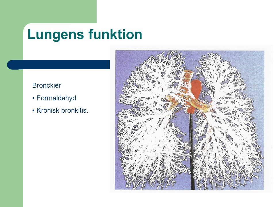Lungens funktion Bronckier Formaldehyd Kronisk bronkitis.