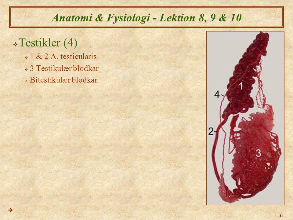 Anatomi & Fysiologi - Lektion 8, 9 & 10