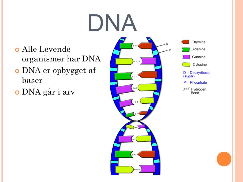 DNA Alle Levende organismer har DNA DNA er opbygget af baser