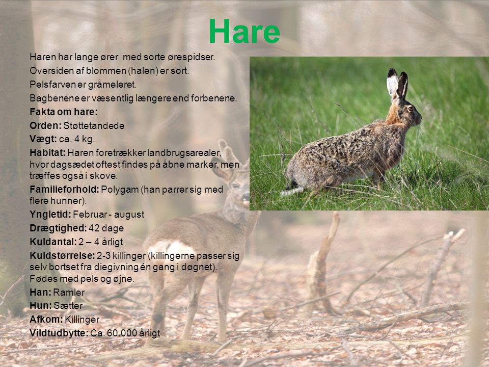 Hare Haren har lange ører med sorte ørespidser.