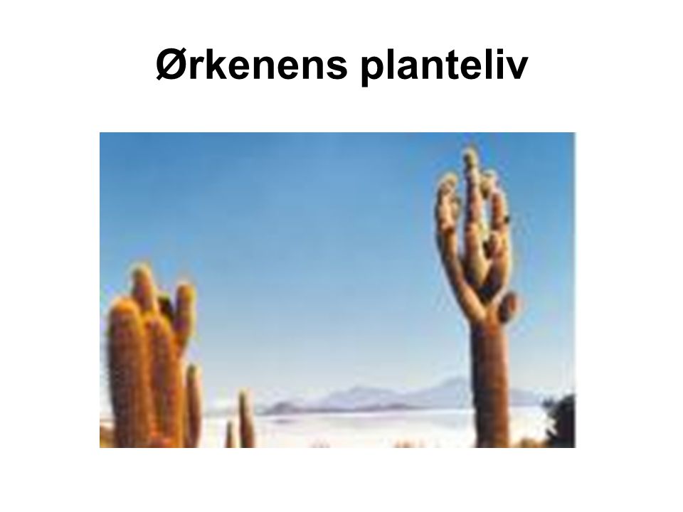 Ørkenens planteliv