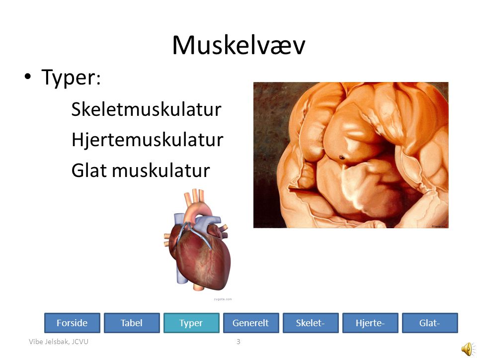 Muskelvæv Typer: Skeletmuskulatur Hjertemuskulatur Glat muskulatur