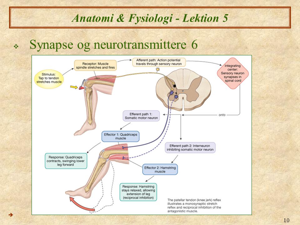Anatomi & Fysiologi - Lektion 5