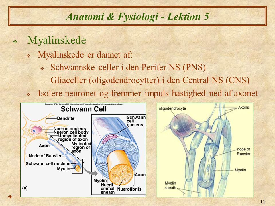 Anatomi & Fysiologi - Lektion 5