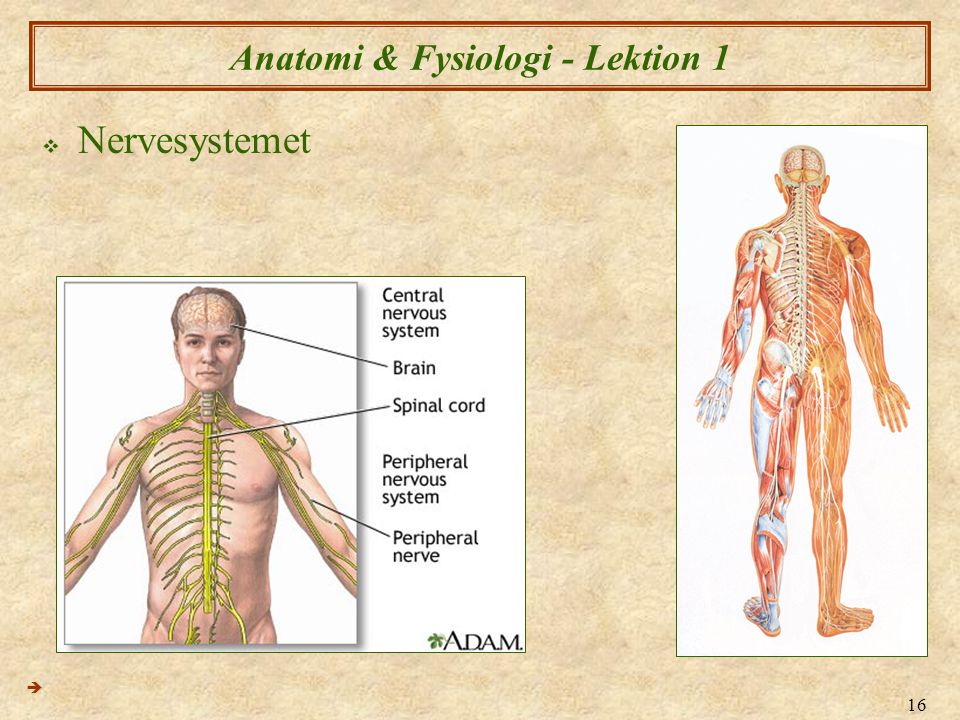 Anatomi & Fysiologi - Lektion 1