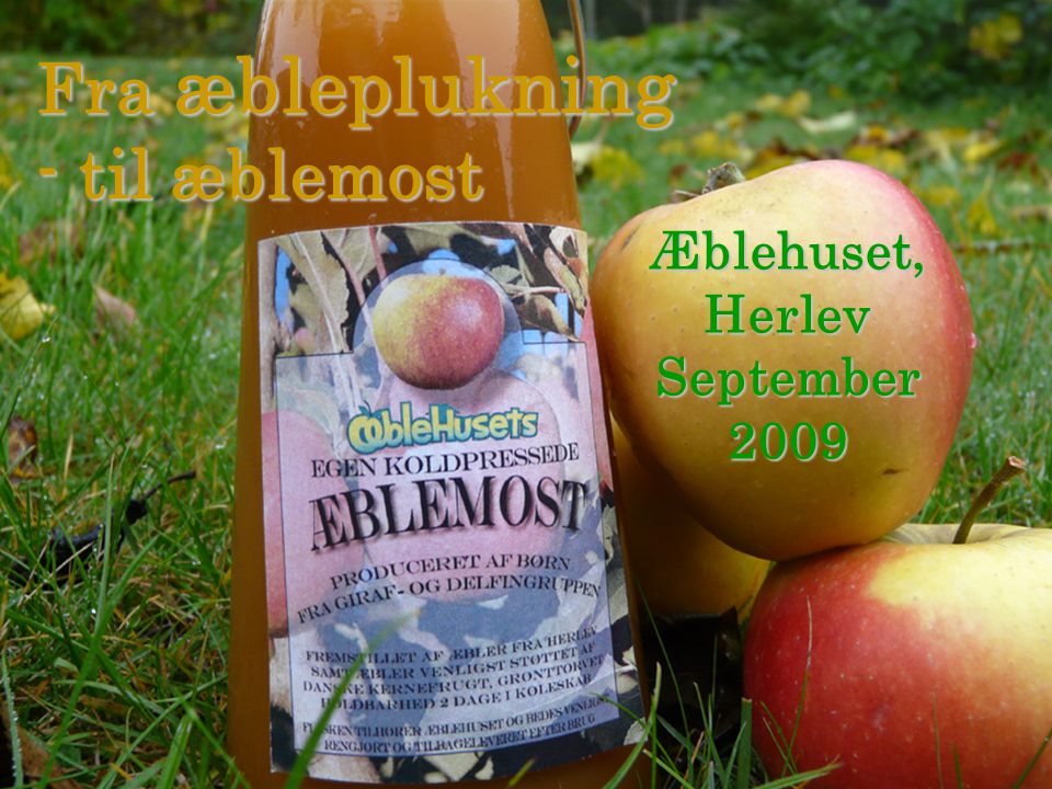 Fra æbleplukning - til æblemost Æblehuset, Herlev September 2009