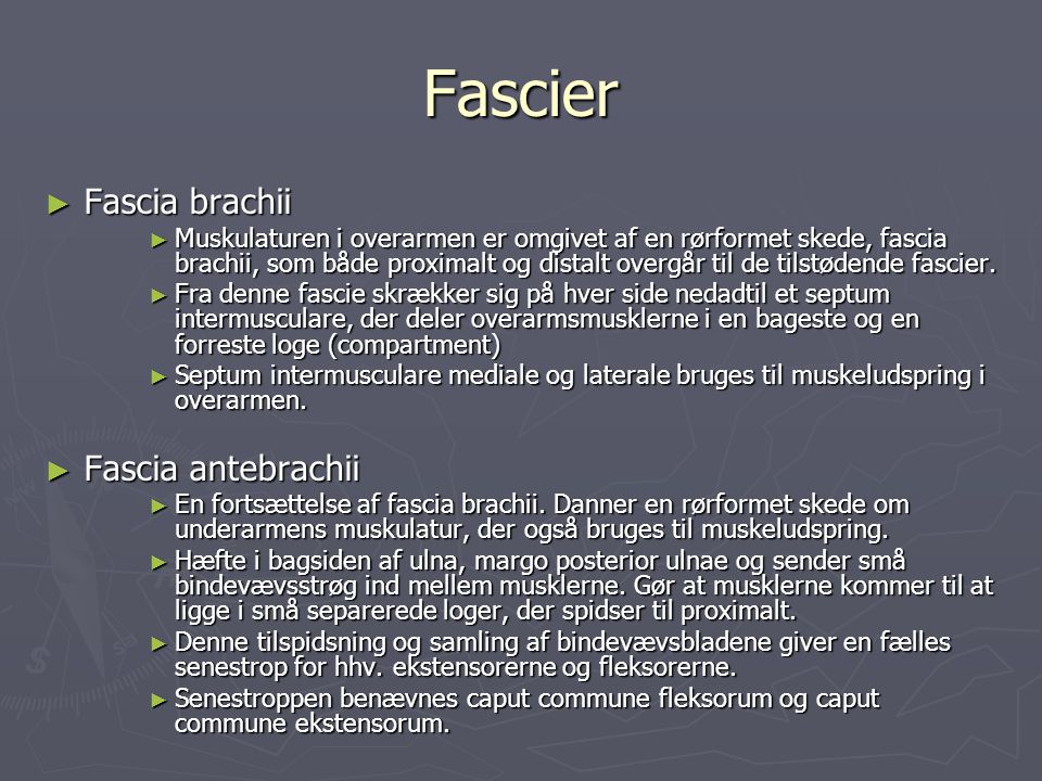 Fascier Fascia brachii Fascia antebrachii