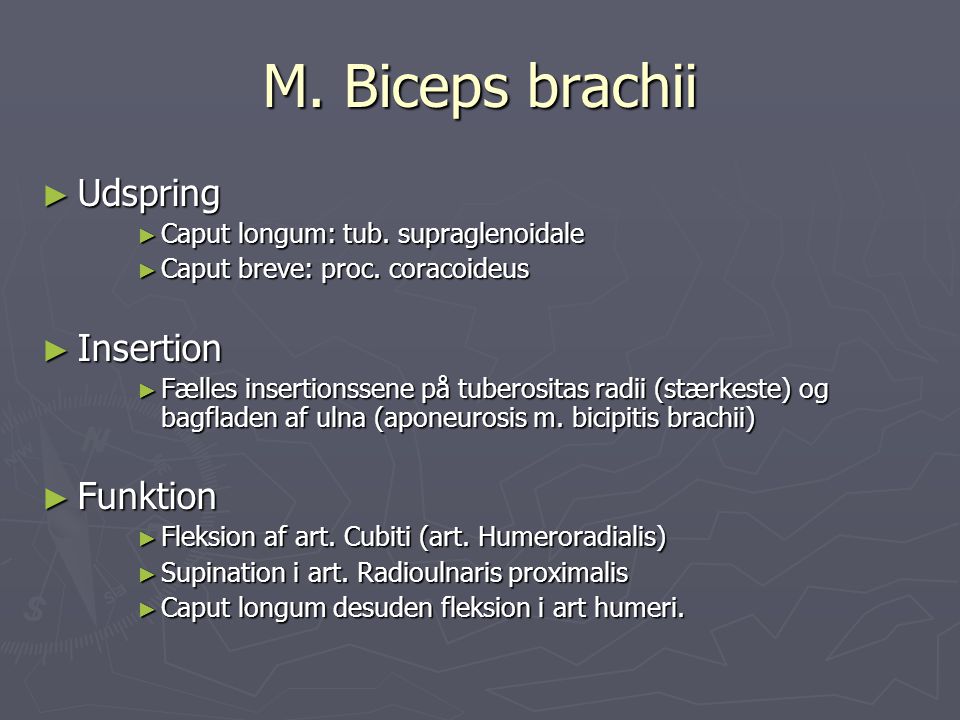 M. Biceps brachii Udspring Insertion Funktion