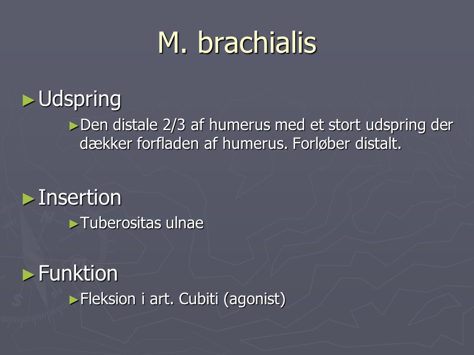 M. brachialis Udspring Insertion Funktion