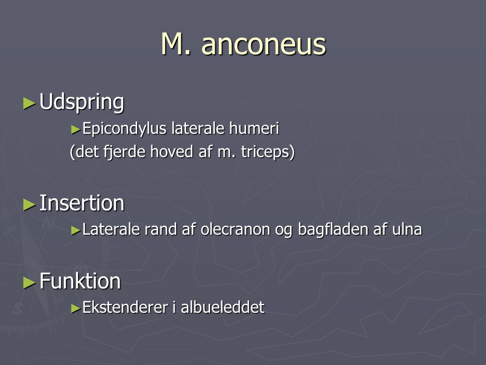 M. anconeus Udspring Insertion Funktion Epicondylus laterale humeri