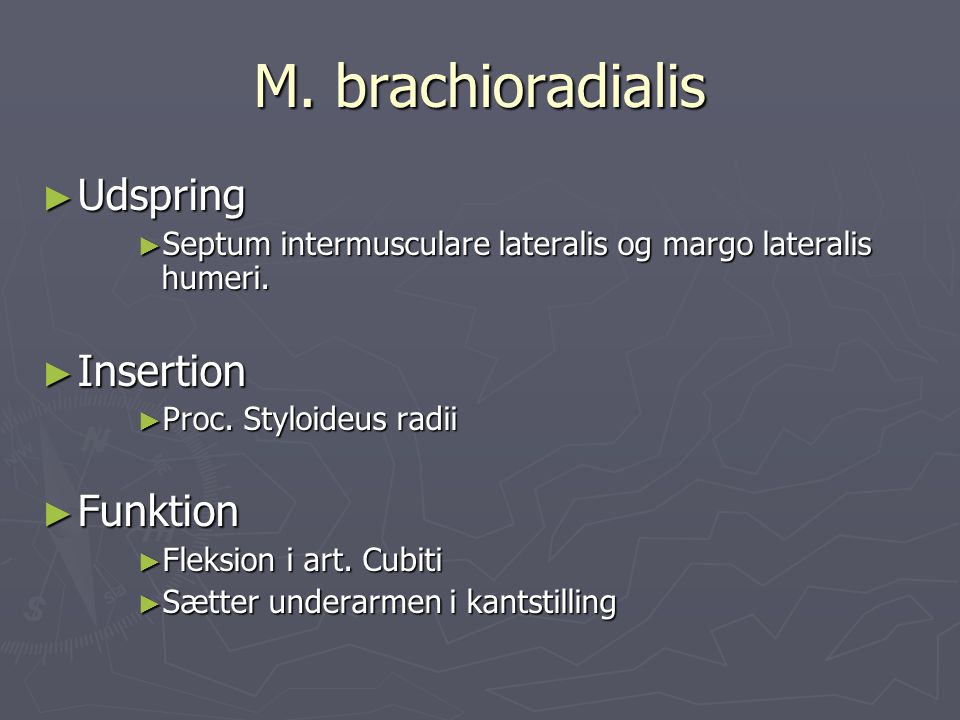 M. brachioradialis Udspring Insertion Funktion