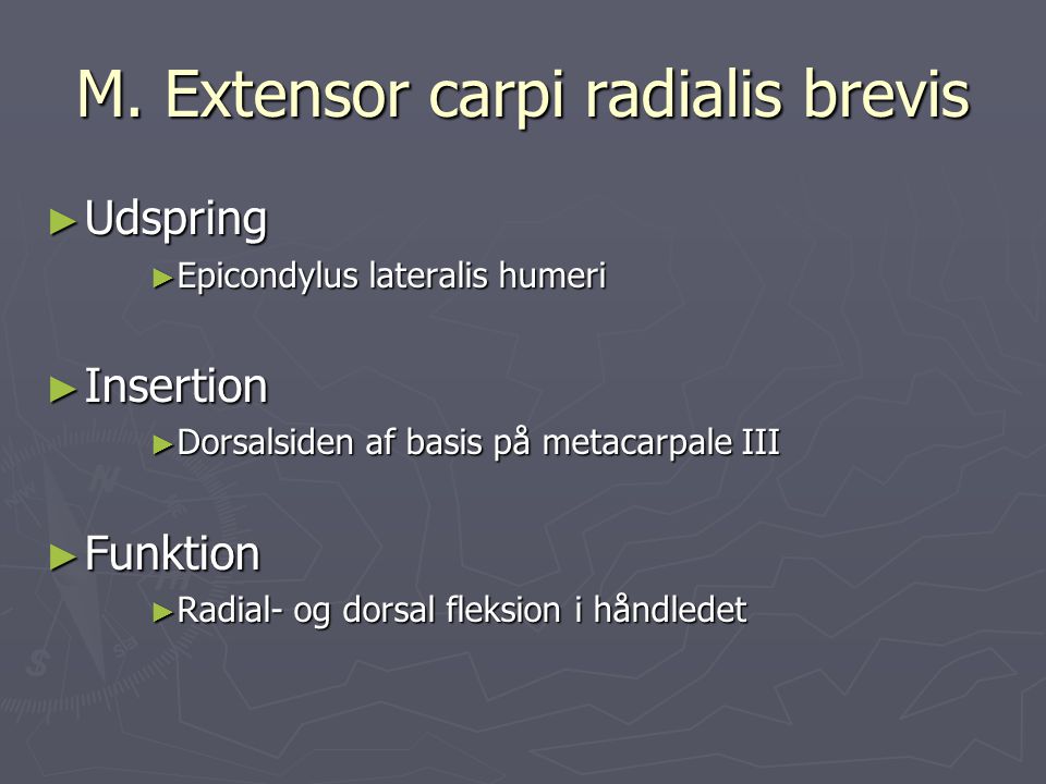 M. Extensor carpi radialis brevis