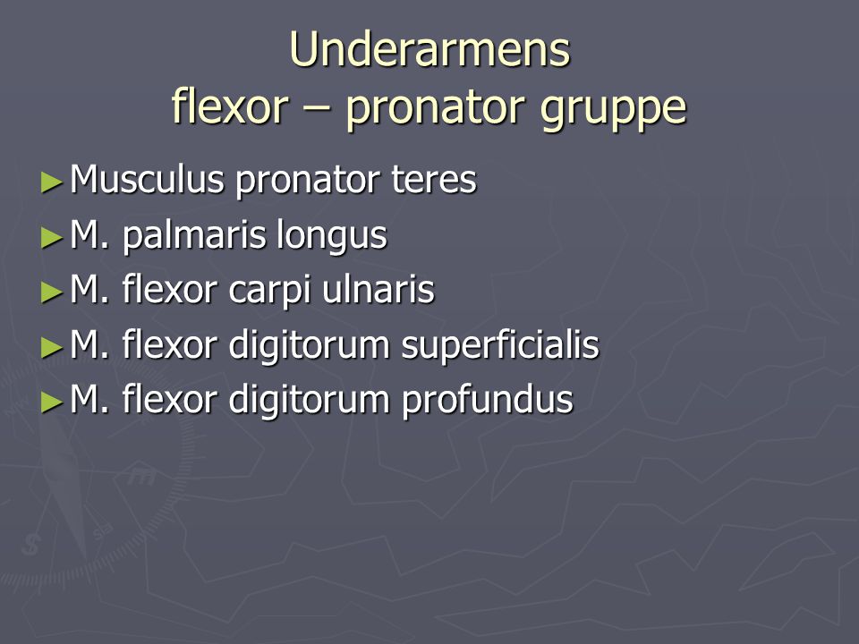 Underarmens flexor – pronator gruppe