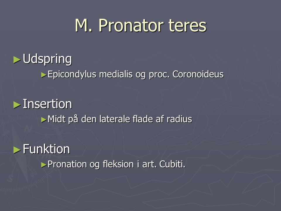 M. Pronator teres Udspring Insertion Funktion